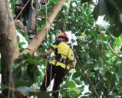 860.000 einwohnern (schätzung 2016, u.s. Tree Service Removal Columbus Tree Trimming Voted 1