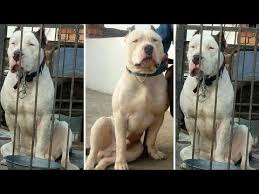 American pitbull terrier red nose & blue nose puppies for sale the structure stands inside a dedicated rural. Purebred Pitbull Puppies For Sale Near Me 07 2021