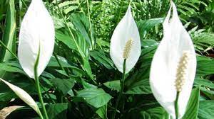_ belilah dengan yakin, kami mempunyai bertahun pengalaman mengepos. Cara Merawat Bunga Peace Lily Agar Rajin Berbunga