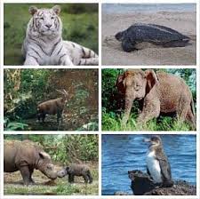 Resultado de imagen de fotos de animales en peligro de extinción