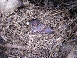 A mouse nest does not look neat like a bird's one. Help I Disturbed A Nest Of I Don T Know What The Ebay Community