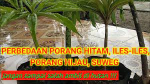 Gambar sapu, ikan, lem, dan beton. Perbedaan Porang Hitam Iles Iles Porang Hijau Suweg Youtube