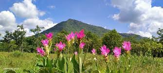 You can use flowers in a variety of ways. Local Guides Connect Edible Plants Edible Flowers In Cambodia Local Guides Connect