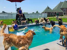 Check spelling or type a new query. Big Dog Daycare In Tulsa Ok Woodland West Pet Resort