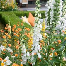 Image result for Digitalis purpurea alba/ red spots