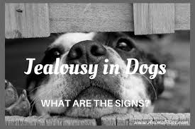 Most Frequent Signs Of Jealousy In Dogs