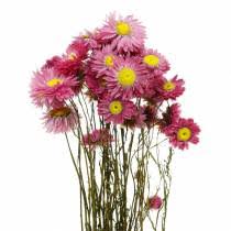 The everlasting strawflower (xerochrysum bracteatum) will brighten both your garden and your dried flower crafts. Straw Flower In A Bunch Pink Dried Flowers 25g 326133 Buy Online
