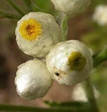 Image result for Pseudognaphalium oligandrum