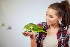 Thinking of getting a pet bird, but need information on what bird care entails? 5 Best Pet Birds In India To Choose As Your Companion