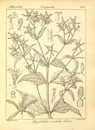 Image result for Sigesbeckia