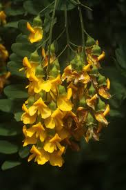 Image result for Calpurnia aurea