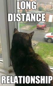 Funniest Cat Memes For 2020 Kittens Meow Kitten Kitty Cute Love Pet Catlife Funny Cat Memes Funniest Cat Memes Funny Animals