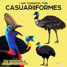 Image result for Dolichos junodii