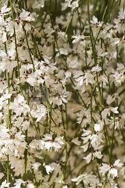 Image result for Retama monosperma