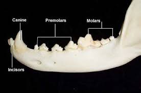 Dental Anatomy Of Dogs
