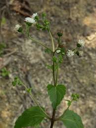 Image result for Adenostemma viscosum