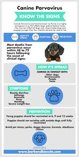 Protect your puppy by learning about the causes, transmission, symptoms, prevention and treatment of parvo. New Puppy Guide Surviving The First 24 Hours Bark And Biscuits Puppy Care Dog Training Obedience Dog Hacks