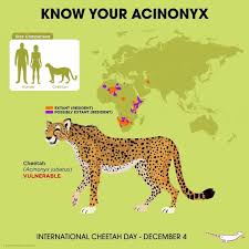 Peppermint Narwhal On Instagram Happy Internationalcheetahday Know Your Acinonyx Cheetah Animalholiday Peppermi Interesting Animals Animals Big Cats Art