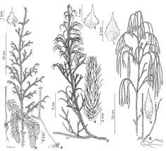 Image result for Lycopodiella sarcocaulon