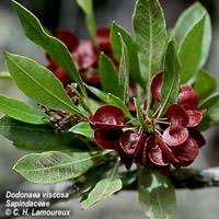 Image result for Dodonaea