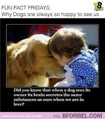 Fun Fact Fridays Why Dogs Are Always So Happy To See Us Cute Animals Animals Dogs