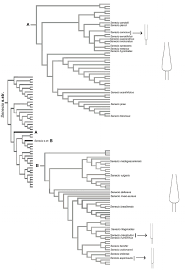 Image result for Oreophyton