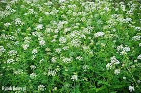 Szczwol Plamisty Na Lace Zdjecie 3 Szczwol Plamisty Mroczne Oblicze Pospolitego Chwastu Deadly Plants Water Hemlock Plants