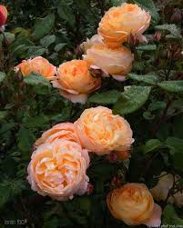 He led the british in the battle of trafalgar just over 200 years ago in 1805. Lady Emma Hamilton Beautiful Flowers Planting Flowers Planting Peonies
