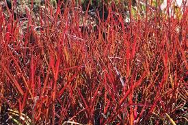 Image result for Andropogon