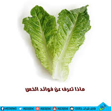 تعرف على فوائد الخس وأنواعه بالصور Beta Carotene Lettuce Folate