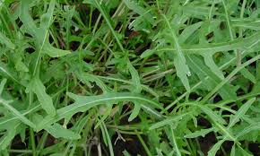 Check spelling or type a new query. Rucola Cruda It