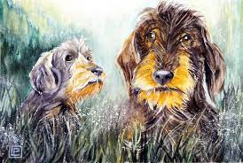 nd rau haar dackel acquerellosu ordinazione 30x45 di lorenza pasquali paintings www lorenzapasquali it copyright c lorenza pasq rauhaardackel dackel zeichnung