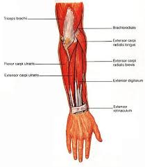 Pronate the hand (two muscles) 8. Muscles Of The Forearm Forearm Muscles Leg Muscles Leg Muscles Diagram