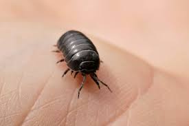 Pill bugs can be serious pests in certain agricultural systems, particularly in areas that are prone to heavy rains and flood conditions. N Y C Nature The Charming Pill Bug The New York Times