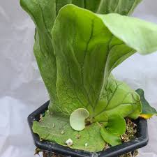 Image result for Platycerium elephantotis