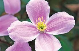 Across (5 cm), from late spring to early summer. Clematis Rubens Tesselaar