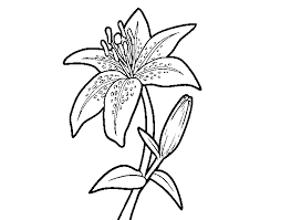 The vibrant green, attractive floating leaves of the water lily plants are naturally quite popular as a children's coloring page subject. Madonna Lily Coloring Page Coloringcrew Com