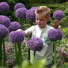 Pin On Flowers For My Sunny Cottage Garden