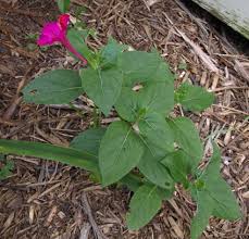 Image result for Mirabilis jalapa