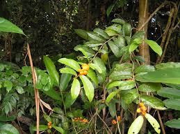 Image result for Dichapetalum edule