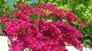 Image result for Bougainvillea sp. cultivar