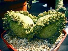 Growing plants from seeds, often, there are some plants, which grow faster than other plants. 31 Unbelievable Succulents With Unique Shapes Balcony Garden Web
