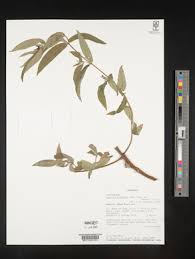 Image result for Aspilia kotschyi