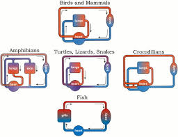 The atrium collects blood that has returned from the body and the ventricle pumps the blood to the gills where gas exchange occurs and the blood is. The Physiological And Evolutionary Significance Of Cardiovascular Shunting Patterns In Reptiles Physiology