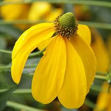 Image result for Launaea rogersii