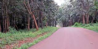 Image result for Brachylaena huillensis