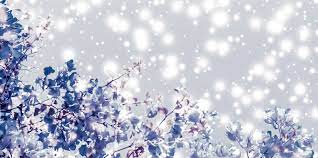 Gratis per usi commerciali attribuzione non richiesta senza copyright. Fiori Invernali Blog Floraqueen It