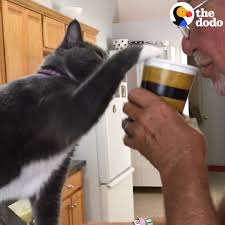 Cat Won't Let His Dad Drink Coffee