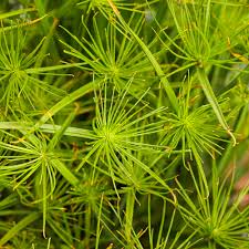 Image result for Cyperus fischerianus