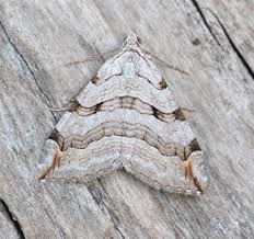 Image result for Aplocera efformata